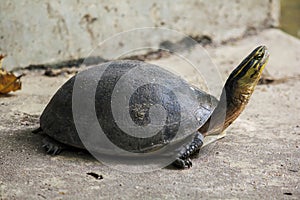 Siamese box terrapin .Shaped like turtles, but with a higher curved