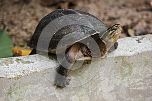 Siamese box terrapin .Shaped like turtles, but with a higher curved