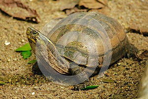 Siamese box terrapin .Shaped like turtles, but with a higher curved