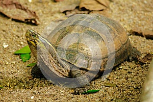 Siamese box terrapin .Shaped like turtles, but with a higher curved