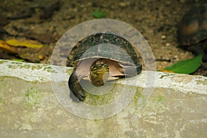 Siamese box terrapin .Shaped like turtles, but with a higher curved