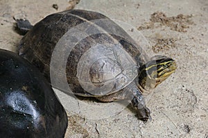 Siamese box terrapin .Shaped like turtles, but with a higher curved