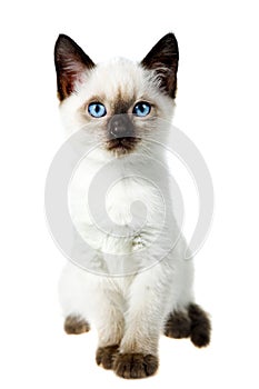 Siamese cat photo