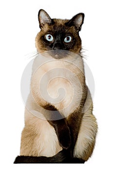 Siamese cat