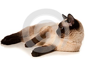 Siamese cat photo