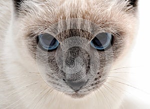 Siamese cat