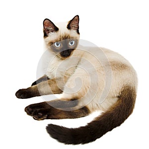 Siamese cat