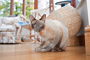 Siamese cat