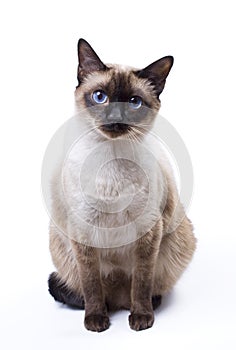 Siamese cat photo