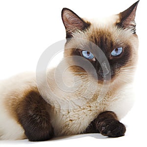 Siamese cat photo