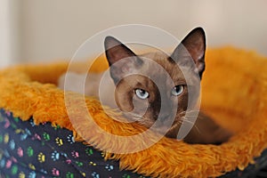 Siamese cat