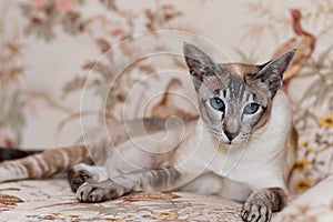 Siamese cat