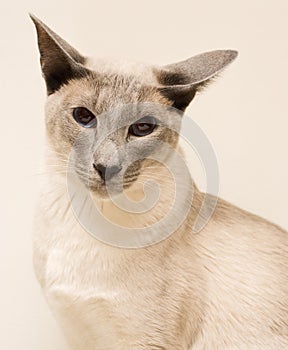 Siamese cat