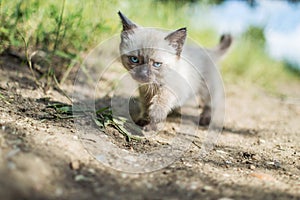 Siamese cat