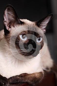 Siamese cat