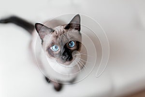 Siamese cat with beautiful blue eyes