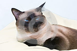 Siamese cat on the bed