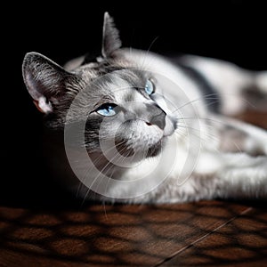 Siamese cat with bewitching blue eyes