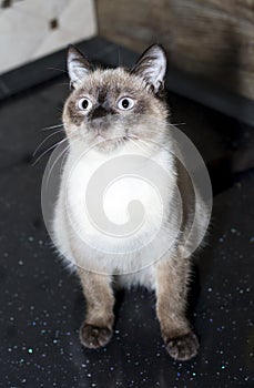 Siamese cat on a black background