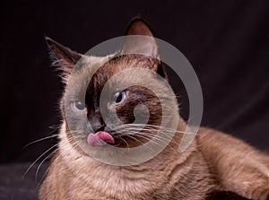 Siamese Cat On Black Background