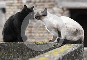 Siamese cat and black cat