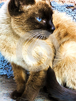 Siamese cat with blue eyes close-up