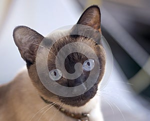 Siamese cat with blue eyes portrait view