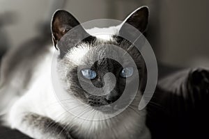 Siamese Cat with Blue Eyes