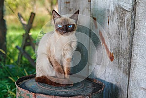 Siamese cat with blue eyes sitting on a rusty cask in summer garden