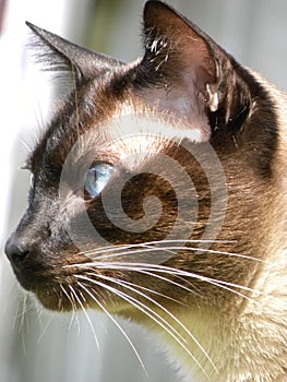 A Siamese cat with blue eyes sunbathing