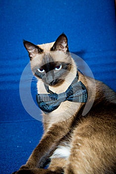 Siamese Cat with bow tie