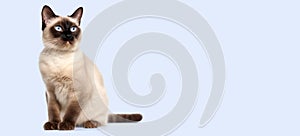 Siamese cat with bright blue eyes on a light blue background