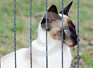 Siamese cat in a cage looking out through bars