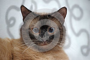 Siamese cat
