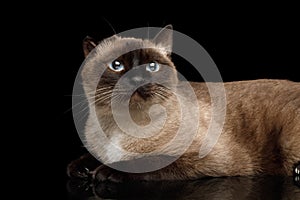 Siamese cat with damaged ear of otitis on black background