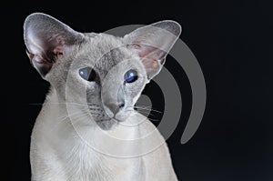 Siamese cat with dark blue eyes