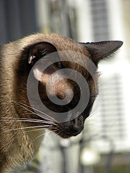 A Siamese cat dozing and sunbathing