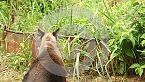 Siamese cat eating grass - handheld footage