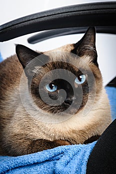 Siamese cat face macro closeup