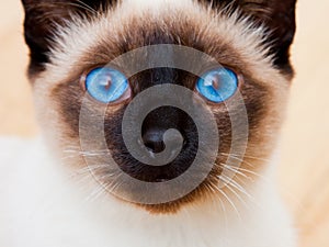 Siamese Cat Face Vivid Blue Eyes Whiskers photo