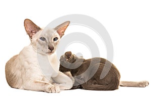 Siamese cat feeding her baby