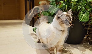 Siamese cat followed by Spaniel