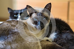 Siamese cat and friend