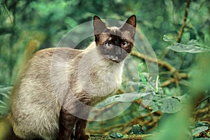 Siamese cat in the garden