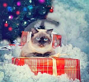 Siamese cat on gift box