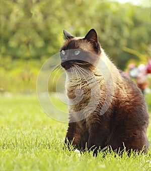 Siamese cat in grass