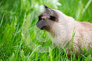 Siamese cat in the grass with blue eyes