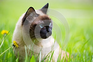 Siamese cat in the grass with blue eyes