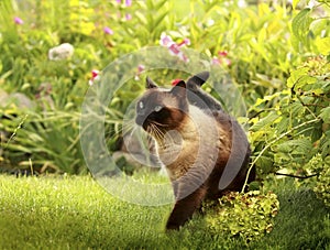 Siamese cat in a green grass