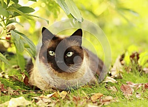 Siamese cat in a green grass